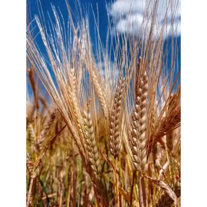 ARCANDA / АРКАНДА