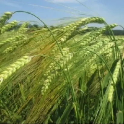 Атлант Миронівський