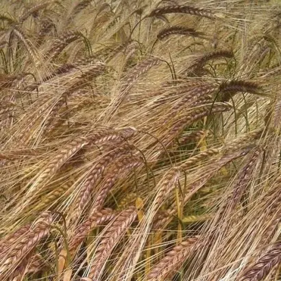 Bordeaux / Бордо