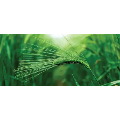 Galation / Галатіон