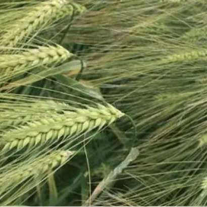 Gerlach / Герлах