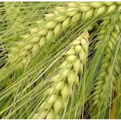 Дев'ятий вал