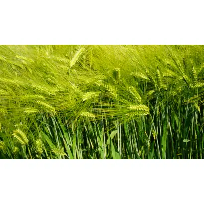 Esprit / Еспріт