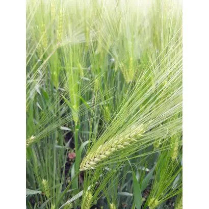 Isocel / Ізоцель