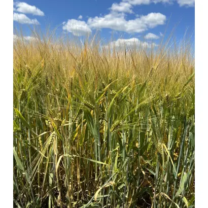 KAYLIN / КАЙЛІН