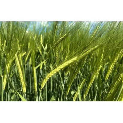 California / Каліфорнія