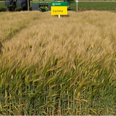 Carmina / Карміна