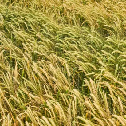 KWS Donau / КВС Дунай