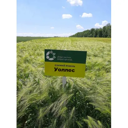 KWS Wallace / КВС Уоллес