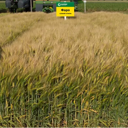 KWS Faro / КВС Фаро