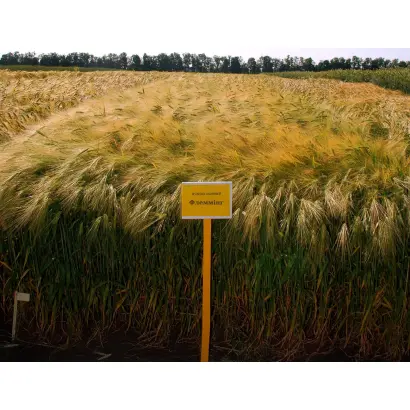 KWS Flemming / КВС Флеммінг