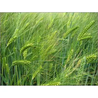 LAURIN / ЛАУРІН