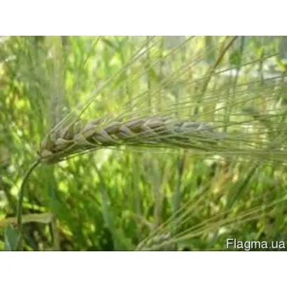 Lester / Лестер