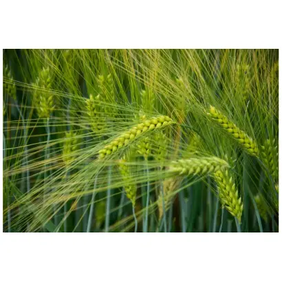 Lucienne / Люсьєн