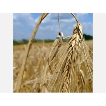 Maybrit / Майбріт