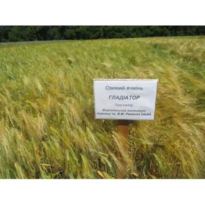 МІП Гладіатор