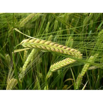 Паладін Миронівський