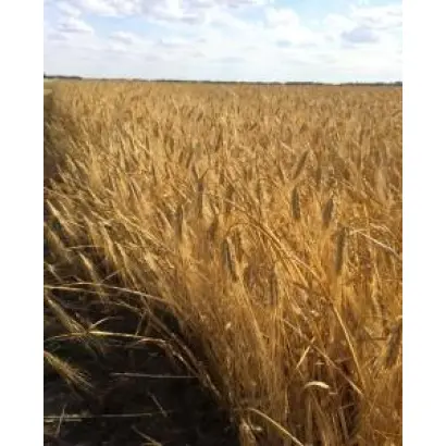 Селена стар