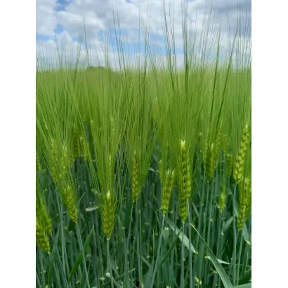 Finola / Фінола