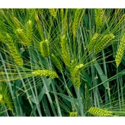 Belissa / Белісса