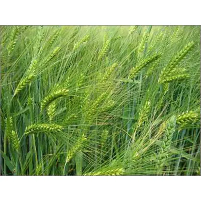 Миронівський 87