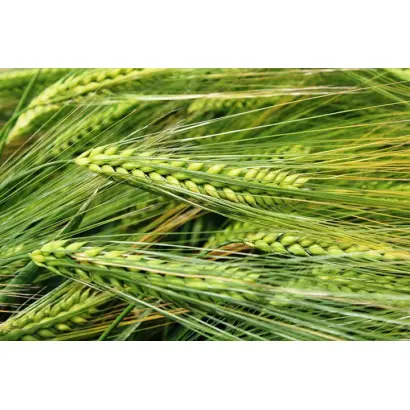 Одеський 170