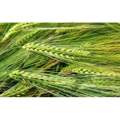 Scarpia / Скарпія