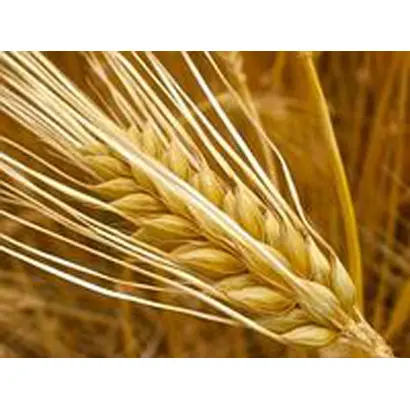 HOBBIT / ХОББІТ