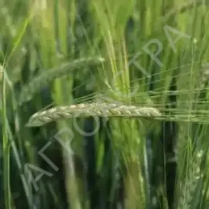 Avalon / Авалон