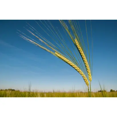 Accordine / Акордіне