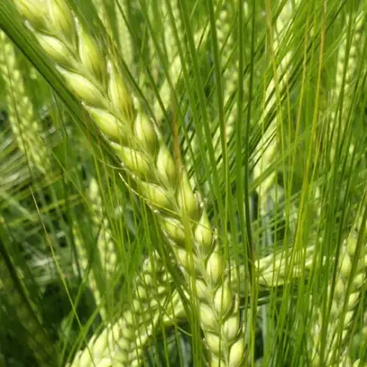 AMIDALA / АМІДАЛА