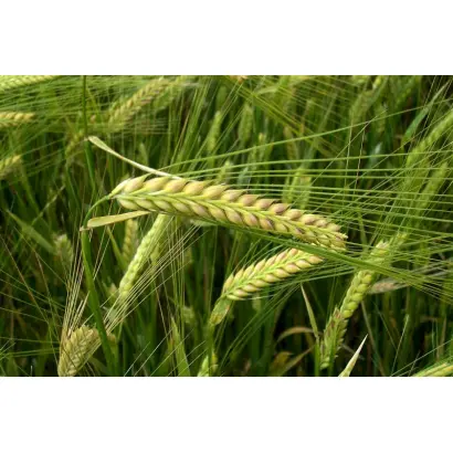 Губернаторський