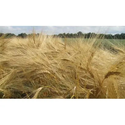 Докучаєвський 15