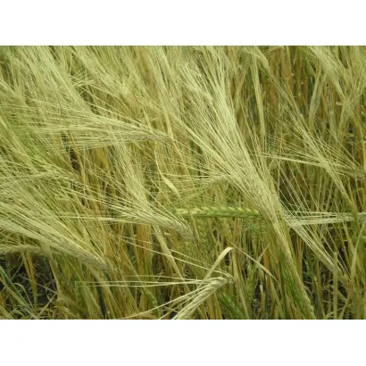 Донецький 15