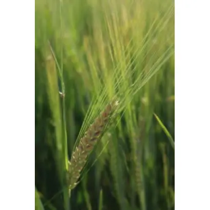 Laureate / Лауреат