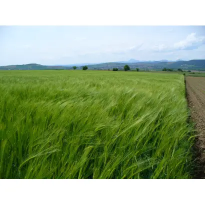 LG Belcanto / ЛГ Бельканто