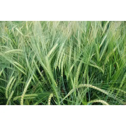 МІП Вдячний