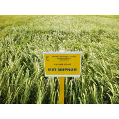 МІП Мирний