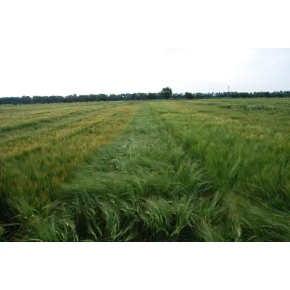 МІП Мирослав