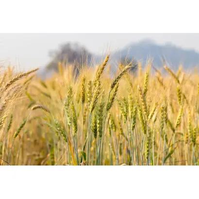 Обрій Поліський