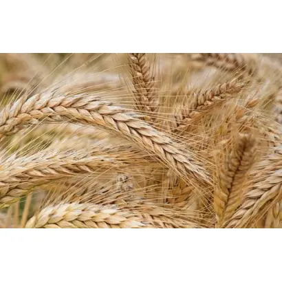 Overture / Овертюр