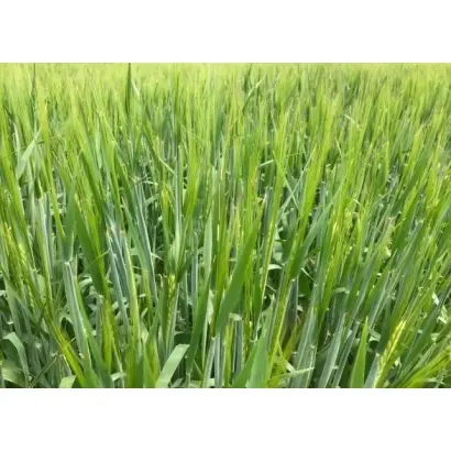 Prospect / Проспект