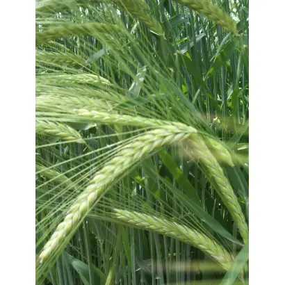 RGT ASTEROID / РЖТ АСТЕРОЇД