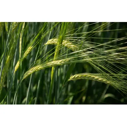 RGT PLANET / РЖТ ПЛАНЕТ