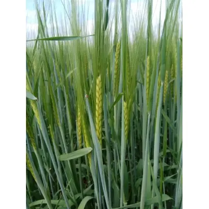 Salomе / Саломі