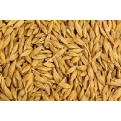 Світоч Носівський