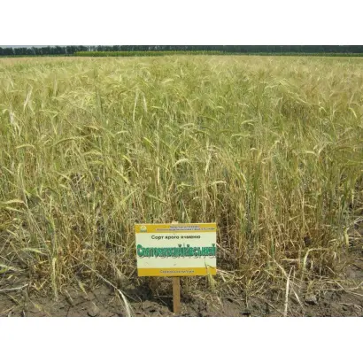 Святомихайлівський