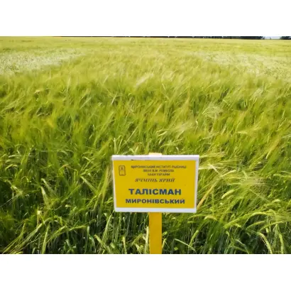 Талісман Миронівський