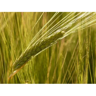 Fatima / Фатіма