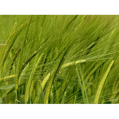 Acsinia / Аксінія